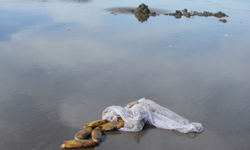 Razor Clamming Reopens on N. Oregon Coast's Clatsop Beach; All Other Beaches Not Allowed