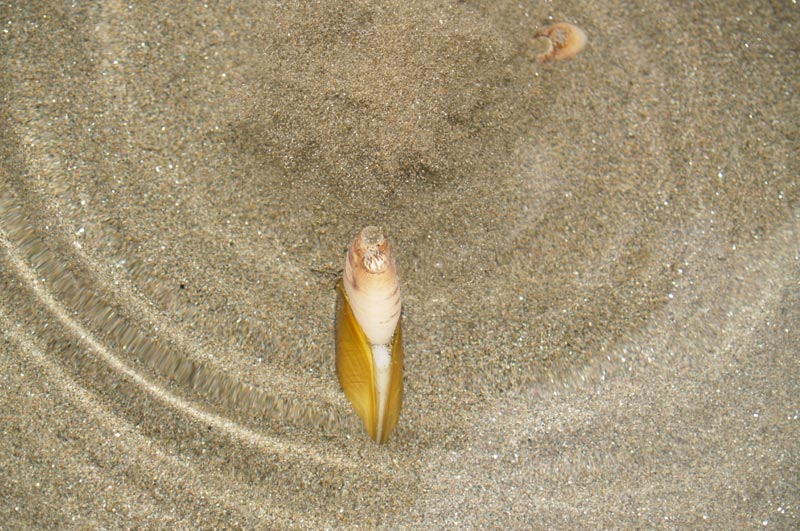 Large Section of Oregon Coast Back Open to Razor Clamming, Including Tillamook, Lincoln Counties 