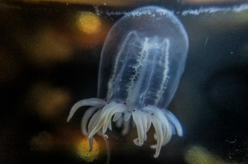 Red-Eyed Medusa of Oregon / Washington Coast is Immortal In a Way 