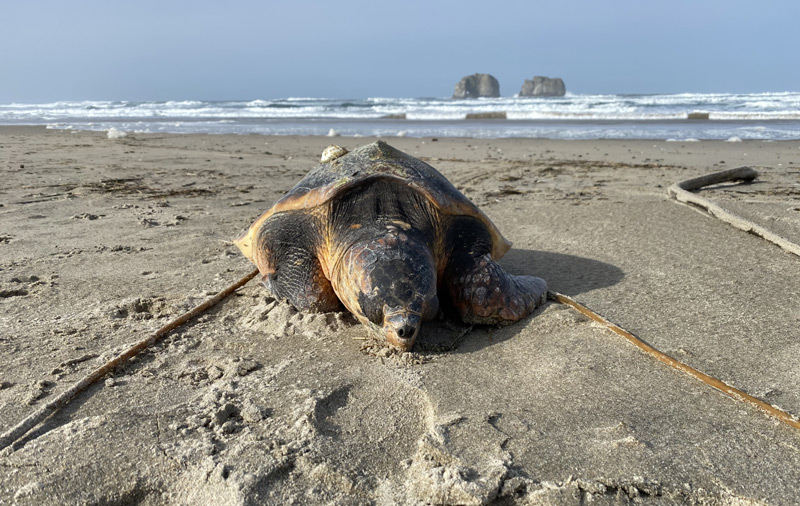 Two Stranded Turtles on Oregon Coast - One With Surprises 
