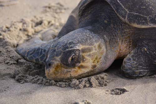 Stranded Sea Turtle Dies In Spite of Rescue - N. Oregon Coast, Rockaway Beach