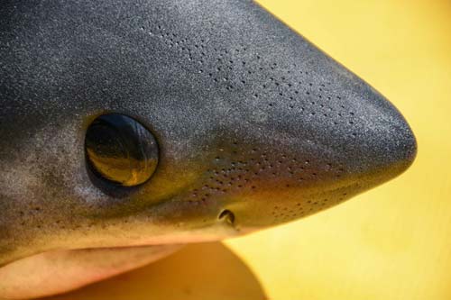 Video, Mysterious Run of Sharks: Rescue Attempt of Small Shark on Oregon Coast Fails 