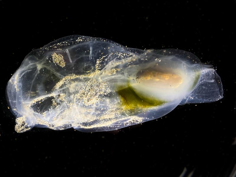 A Rundown of Jelly-Like Salps of Oregon, Washington Coasts