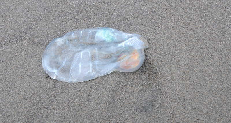 A Rundown of Jelly-Like Salps of Oregon, Washington Coasts