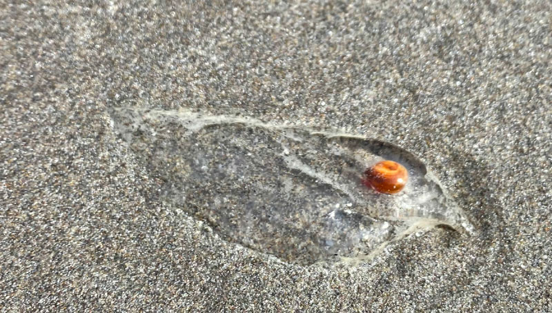 Curious Little Gelatinous Find on Oregon Coast Has Visitors Puzzled 