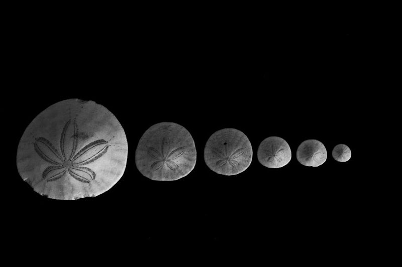 Curious Bits About Sand Dollars on Oregon Coast / Washington Coast You Didn't Know