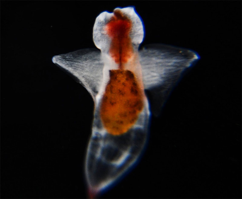 Ethereal in the Deep: Sea Angels of Oregon Coast / Washington Coast 