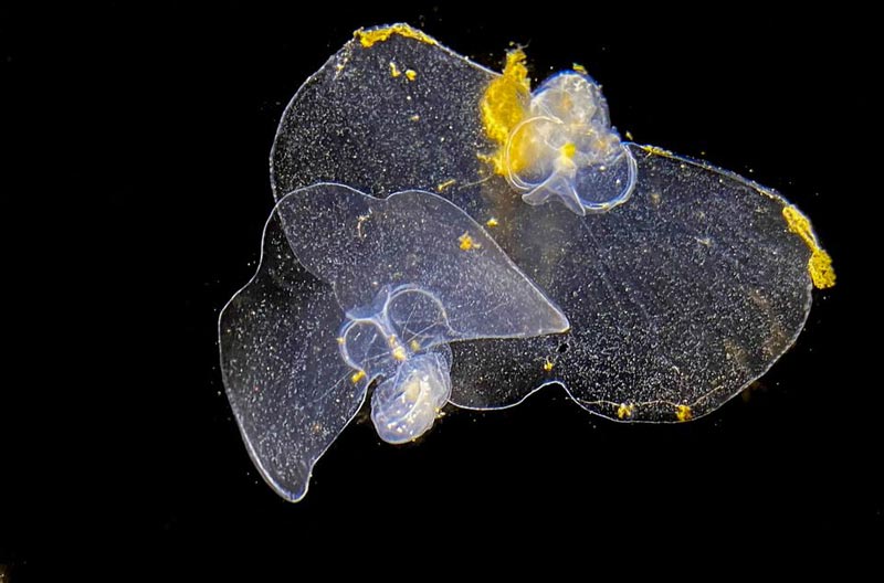 Ethereal Sea Butterfly of Oregon / Washington Coast: Never Seen But Always There