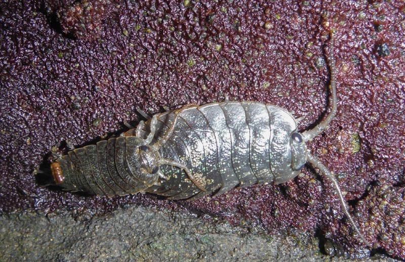 The Ugliest Little Oregon / Washington Coast Critter You Rarely See