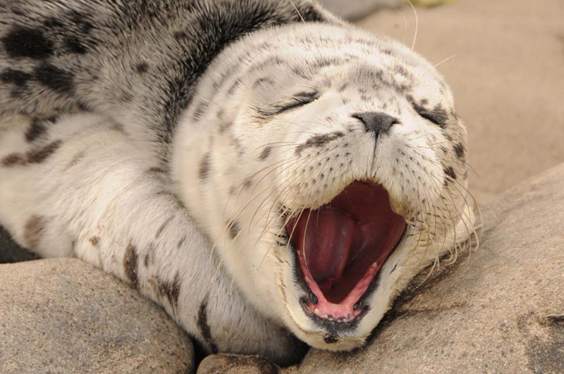 Warnings about Seal Pups on Washington / Oregon Coast: Do Not Touch Them 