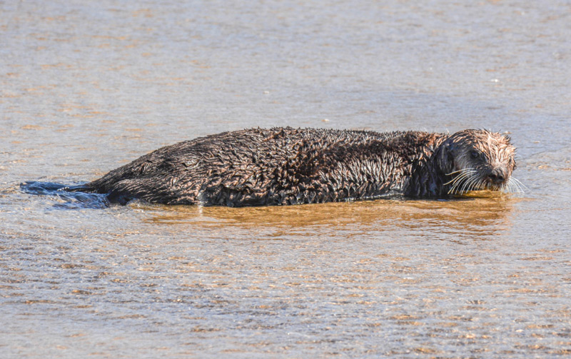 Considered Extinct, Live Sea Otter on Oregon Coast | What That Means