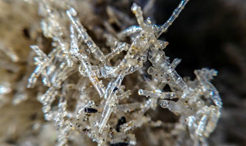 Odd Oregon Coast Finds Puzzle Visitors: Mystery Solved and It's Like an Alien