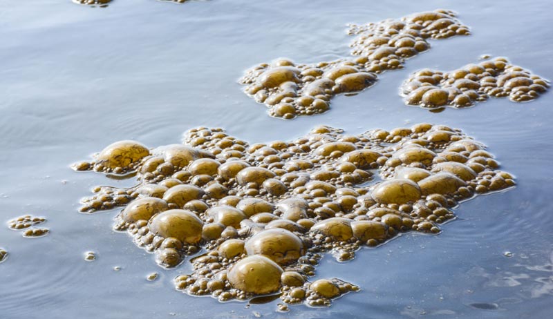 Freaky, Gooey Brown Waves Again on Washington, Oregon Coast, Video