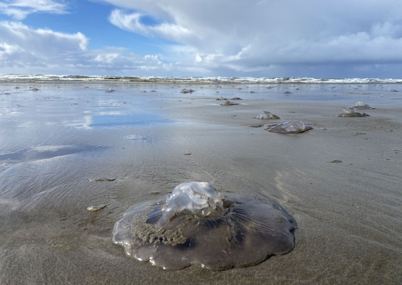 Thousands of Jellies Wind Up on N. Oregon Coast 