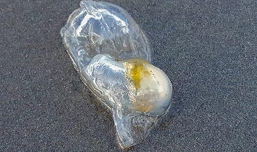 A salp, found this week in Seaside