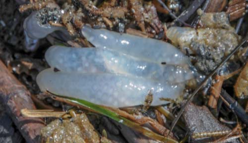 Strange Egg Casings Found on Oregon Coast - But Some Know What They Are