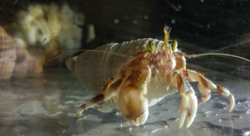 An Array of Sudden, Wild Beach Finds on N. Oregon Coast: the 'Ocean Burp'