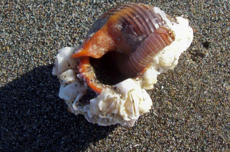 When the Ocean Burps on Oregon / Washington Coast It's Insanely Cool 