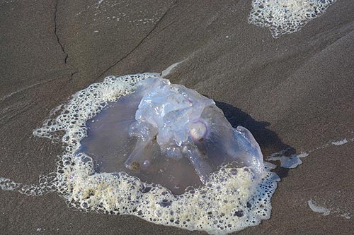 Moon jellies (courtesy Oregon coast's Seaside Aquarium) are translucent