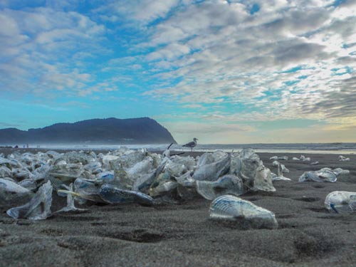 Velella Velella Start Their Purple-Bodied Return to Oregon Coast 