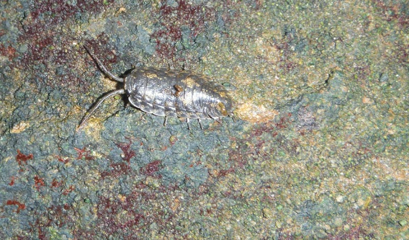 What Is That Freaky Trilobite Thing in Oregon Coast / Washington Coast Caves?