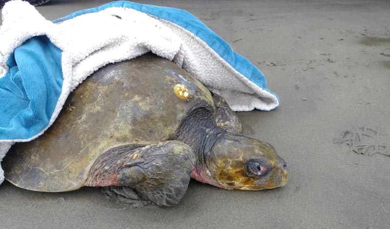Warning: Do Not Pick Up Sea Turtles on Oregon, Washington Coast 