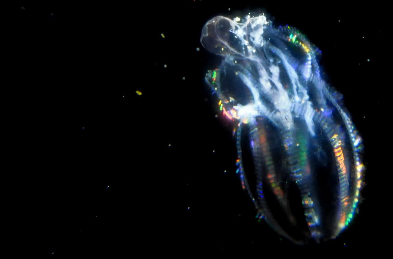 Little Oregon / Washington Coast Critter Looks Like Either Space Alien or Bubble 