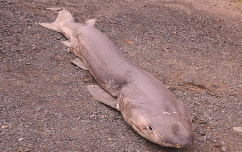 Rare, Even Weird Finds of Oregon / Washington Coast You'll Be Lucky To See