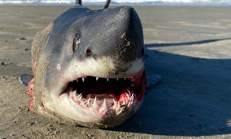 Discover Sharks of the Oregon Coast in Tonight's Tillamook County Presentation 