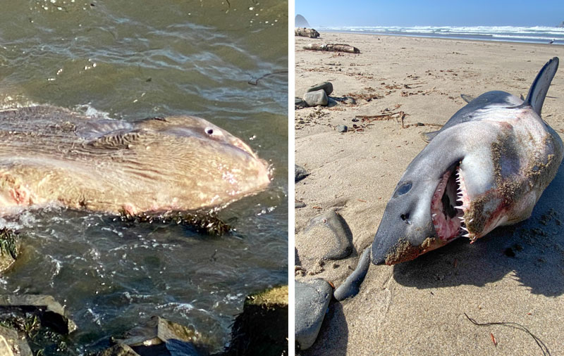 Fun 'n Funky Science Finds on Oregon Coast: Mola Mola and Salmon Shark