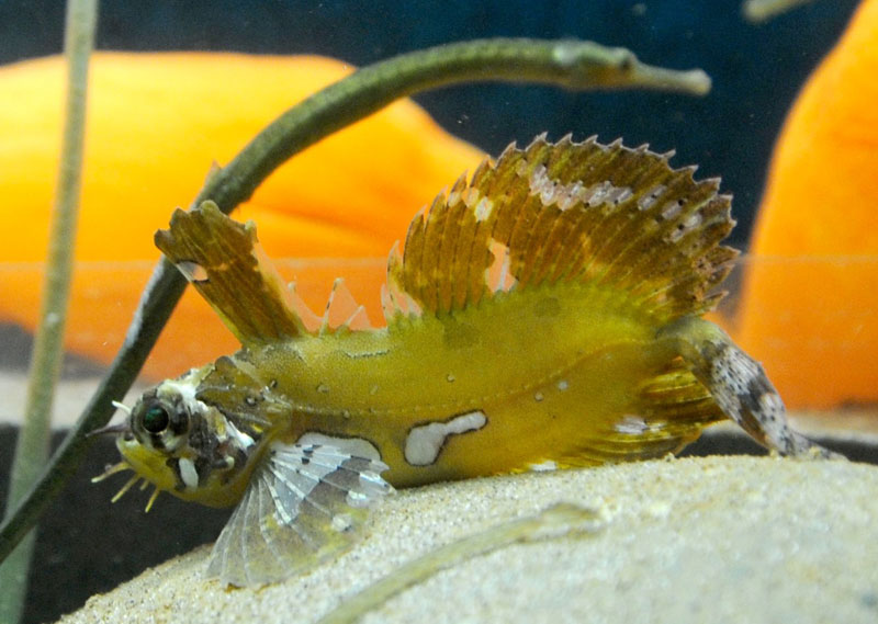 Pink Discovery in Tidepools: the Colorful Sculpins of Washington / Oregon Coast