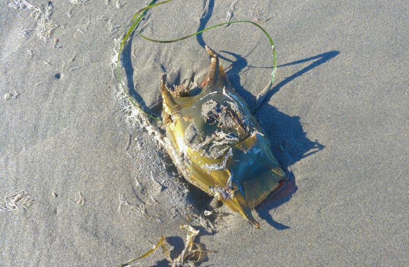 'Mermaid' Purses Found on Oregon Coast Lately Could Yield Life 