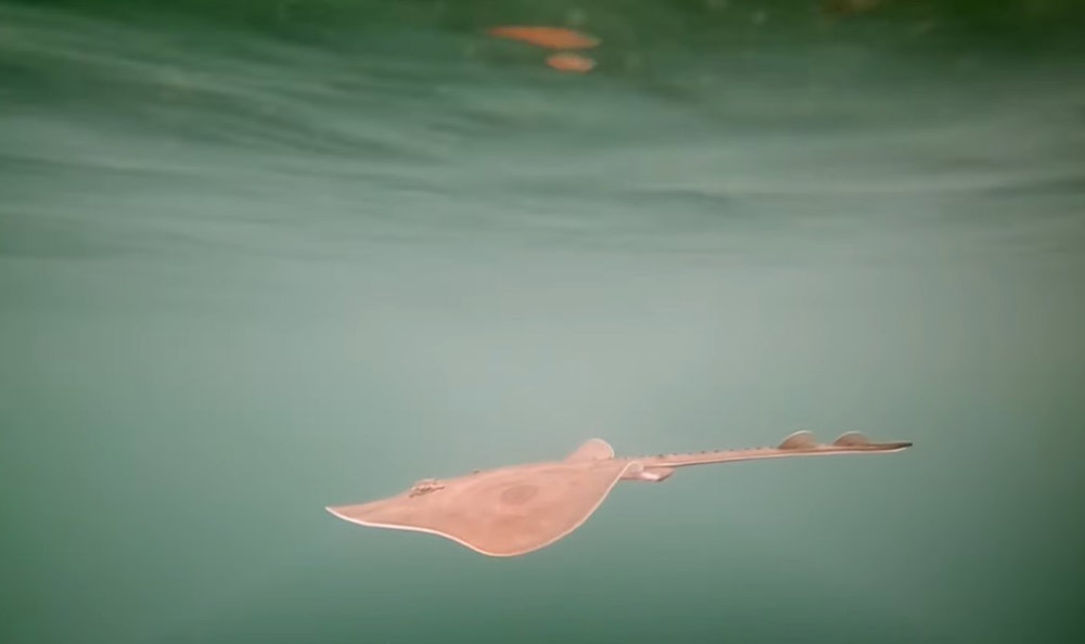 Video: 'Mermaid's Purse' on N. Oregon Coast Yields Life, Released Into Bay 