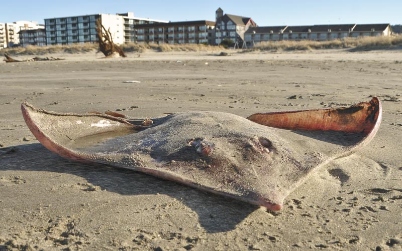 The Little Critter That Looks Like a Spaceship on Oregon / Washington Coast