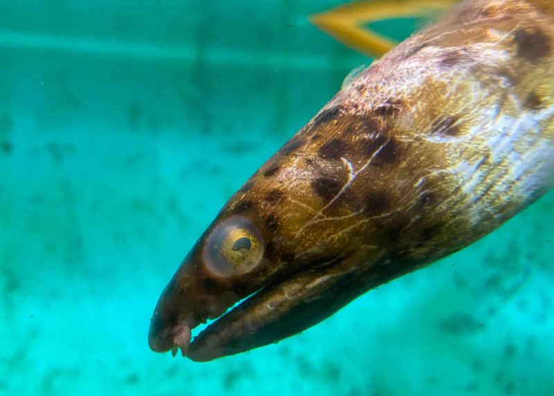 Rare and Live Snake Eel Found on N. Oregon Coast, Rescue Attempted
