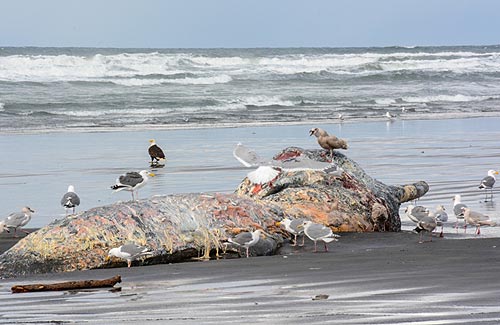 Smelly 'Globster' of a Dead Whale Will Be Left to Oregon Coast Wildlife