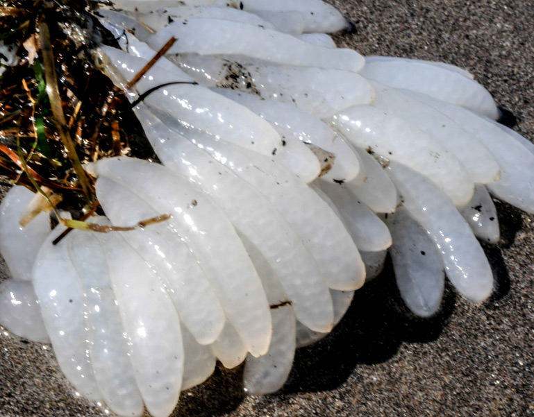 Mystery of the Tube-like Find You Might Make on Oregon Coast Right Now