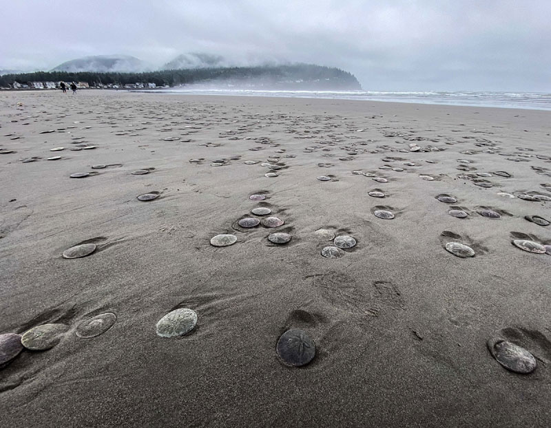 Thousands of Live Sand Dollars Washing Up on N. Oregon Coast Beach 