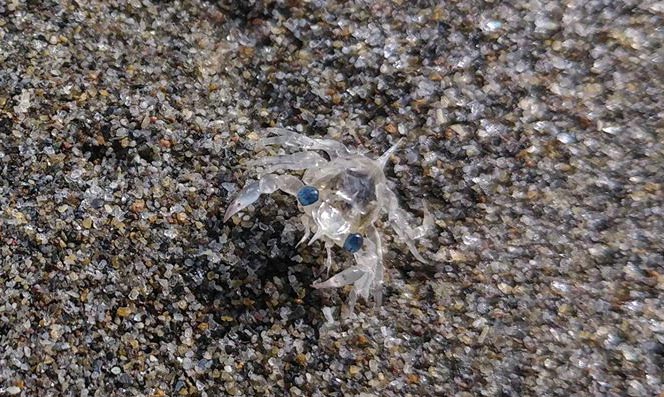 Tiny and See-Through on the Oregon Coast: Adorable but Eerie