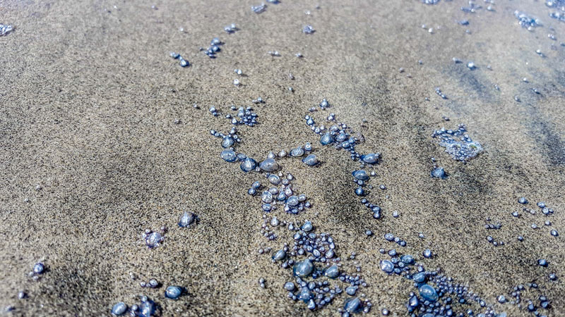 Tiny Velella Velella and Intriguing Birds Latest Oregon Coast Finds