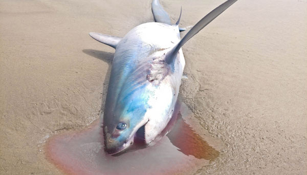 Found Alive: Rare Thresher Shark on N. Oregon Coast, Manzanita Beach