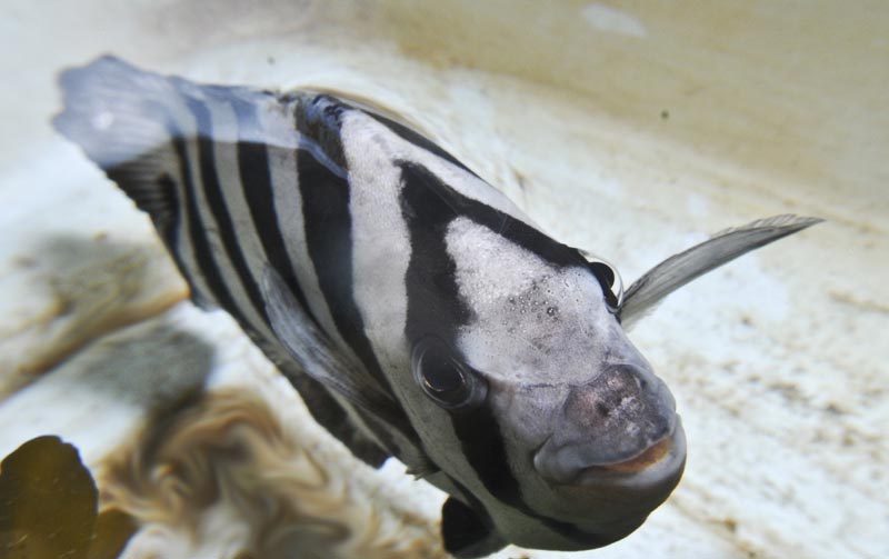 That Trippy Time a 'Tsunami Fish' Was on Display at Oregon Coast