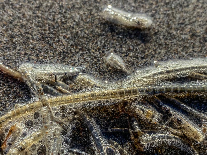 Funky Finds on Oregon Coast Now: Mystery Eggs, Ouchy Nettles, Salps, Tube Casings