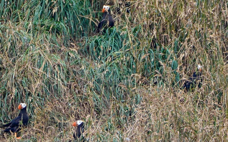 Washington State Puffins Subject of Talk on N. Oregon Coast