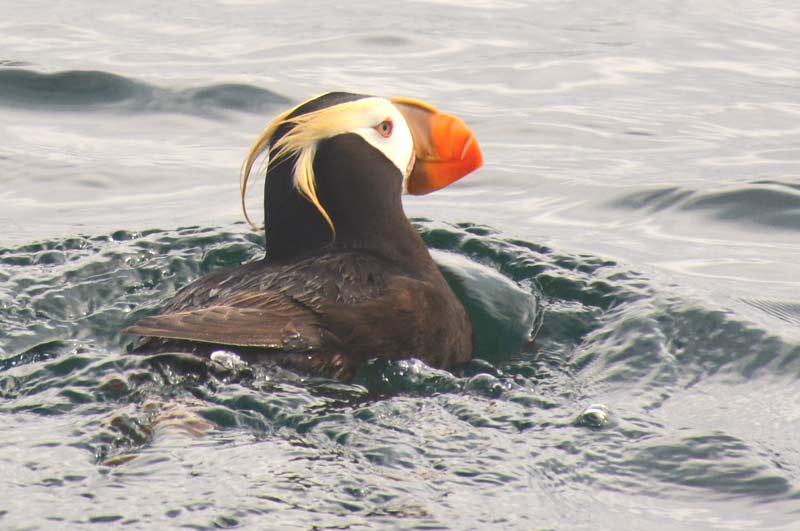 Cute, Colorful Puffins Subject of Oregon Coast Talk, May 12