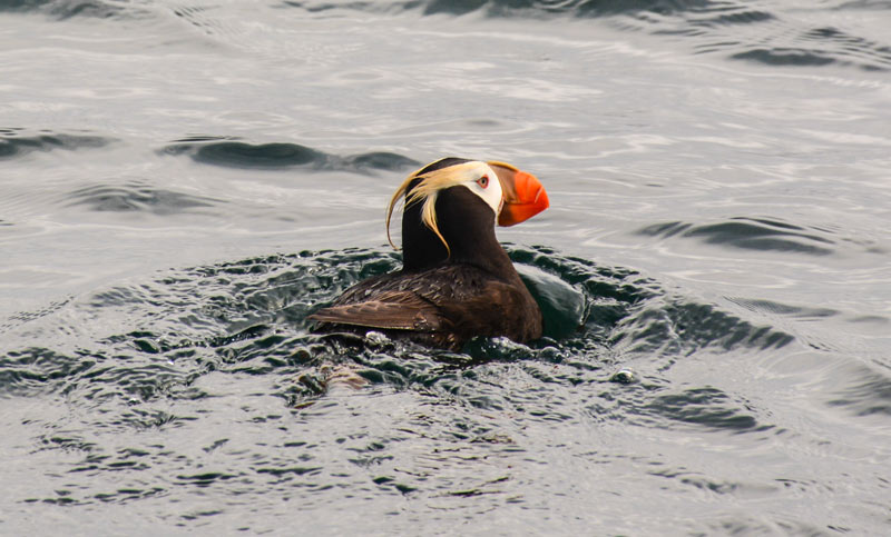 N. Oregon Coast Events Look into Tufted Puffin, Rocky Shores 