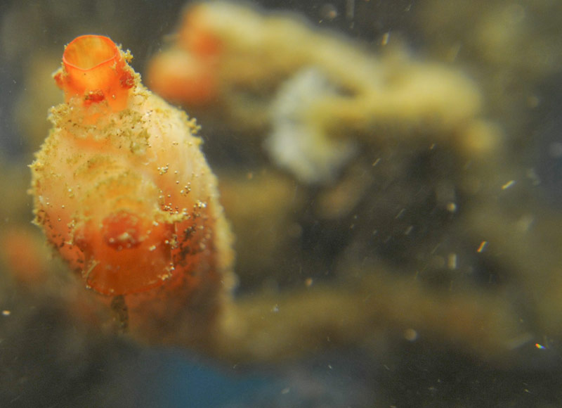 Life Finds Home on Ropes Beneath Oregon Coast, Washington Coast