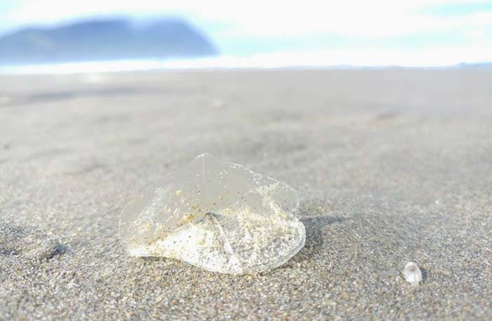 Kooky Purple Creatures Return to Oregon Coast: Velella Velella