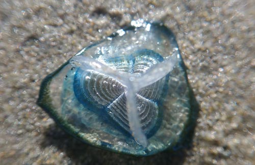 Bizarre Finds on Oregon Coast: Pyrosomes, Dolphin, Deformed Velella, Freaky Jellies 