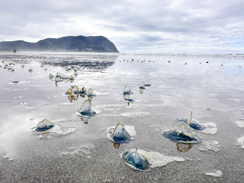 Velella Velella Return to Oregon Coast, Along with Puzzling Oddities 